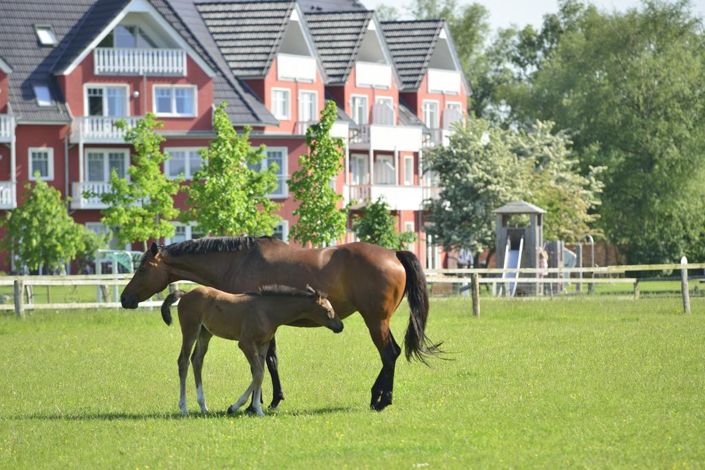 Strandhafer 3* Rostock